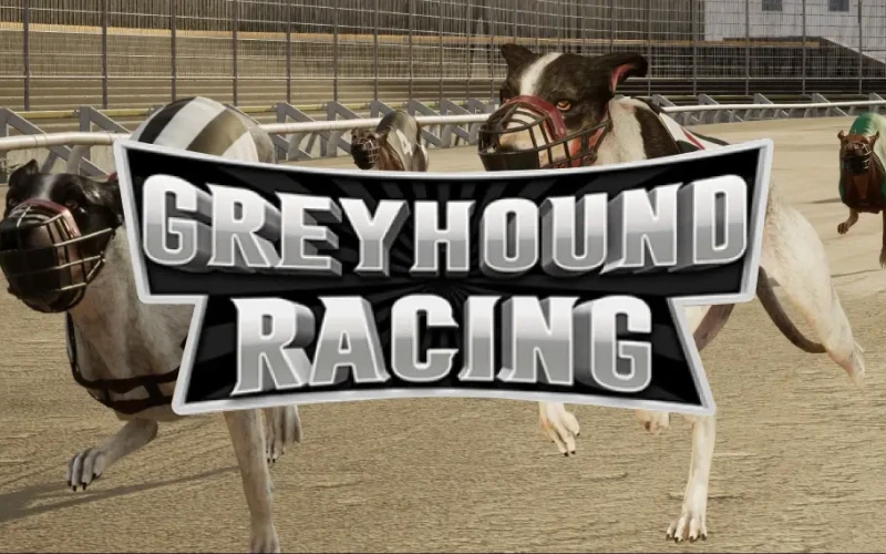 Join the virtual track and place your bets on Greyhound Racing at Almabet.